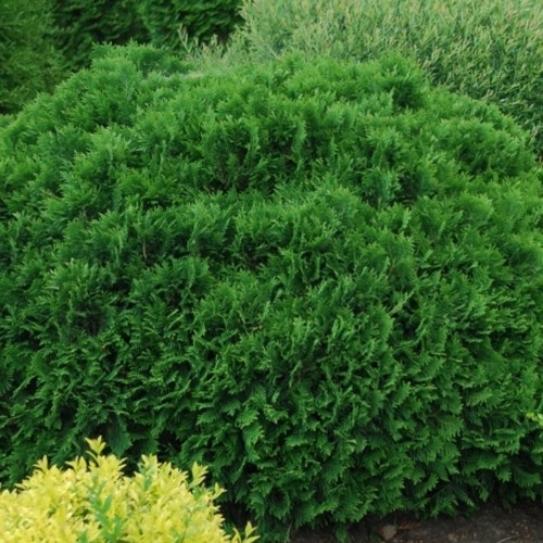 Thuja occidentalis 'Umbraculifera' - Harilik elupuu 'Umbraculifera' C2/2L